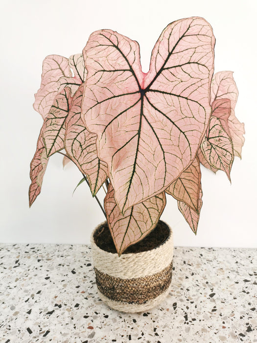 Caladium spring fling