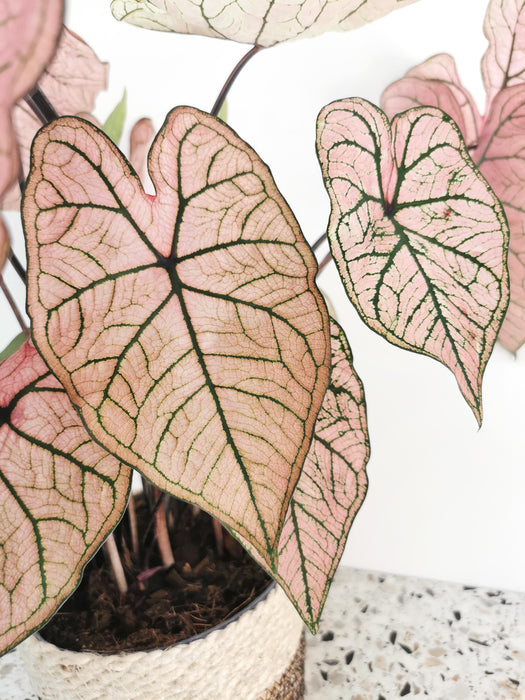 Caladium spring fling