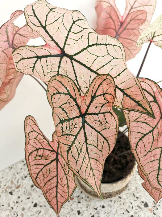 Caladium spring fling