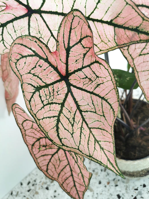 Caladium spring fling