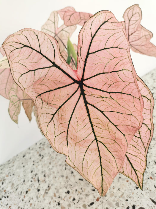 Caladium spring fling