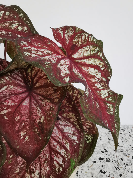 Caladium tapestry