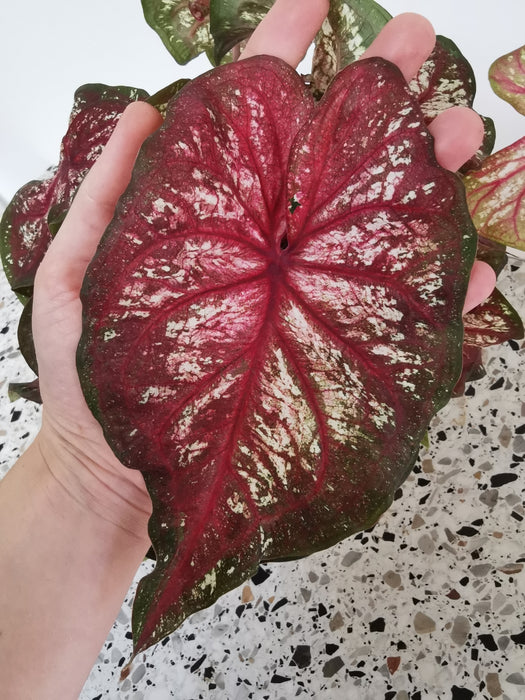 Caladium tapestry
