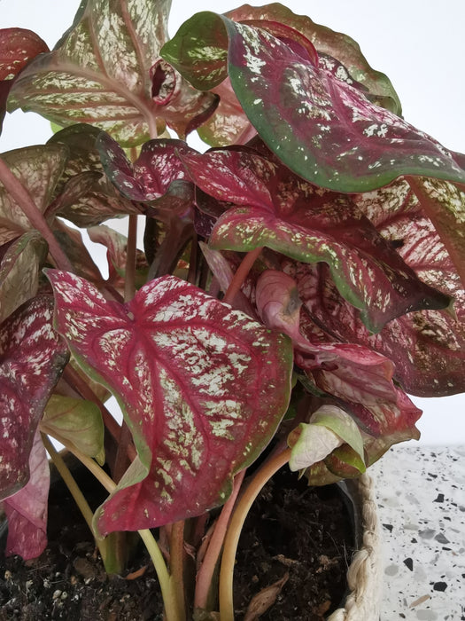 Caladium tapestry