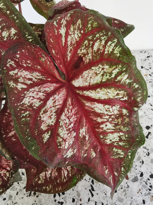 Caladium tapestry