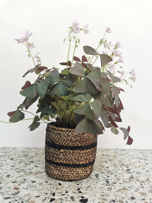 Oxalis triangularis purpurea