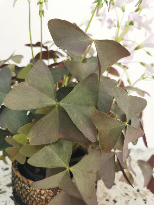 Oxalis triangularis purpurea