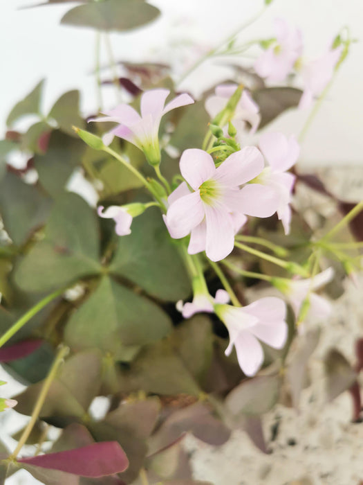 Oxalis triangularis purpurea