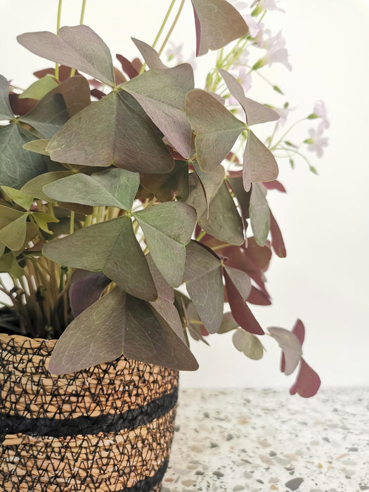 Oxalis triangularis purpurea