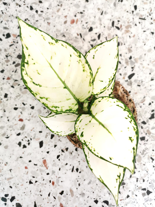 Aglaonema white joy