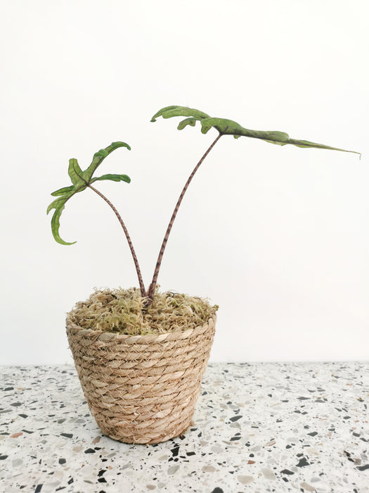 Cache-pot osier