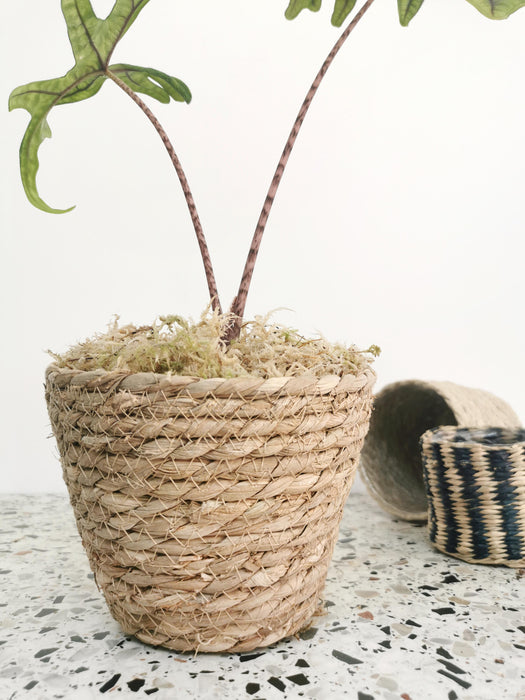 Cache-pot osier