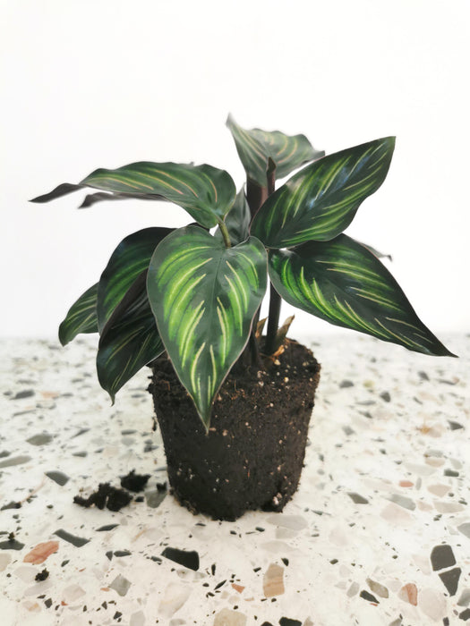 Calathea ornata beauty star - small