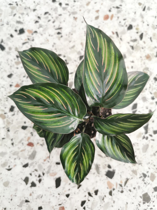 Calathea ornata beauty star - small