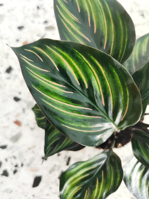 Calathea ornata beauty star - small