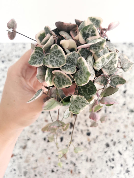 Ceropegia woodii variegata