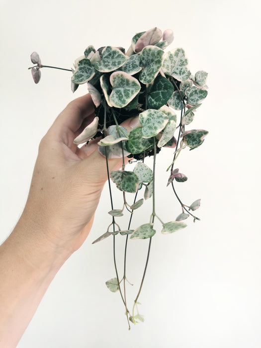 Ceropegia woodii variegata