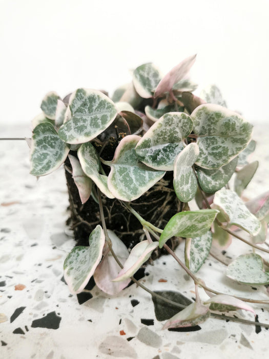 Ceropegia woodii variegata