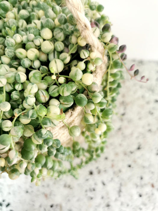 Senecio rowleyanus variegata