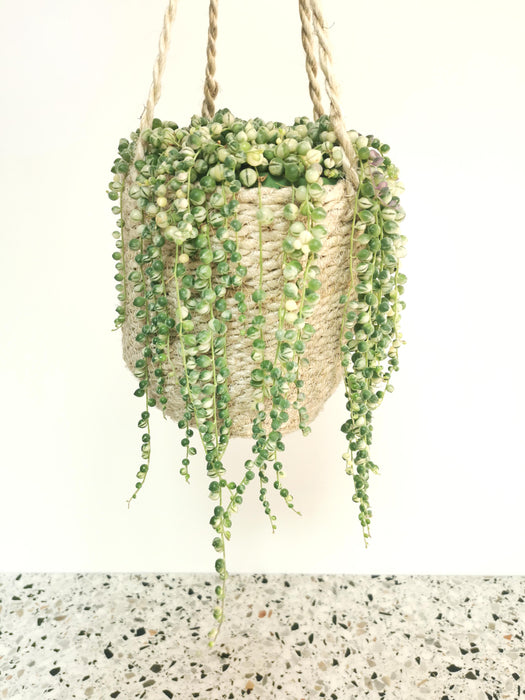 Senecio rowleyanus variegata
