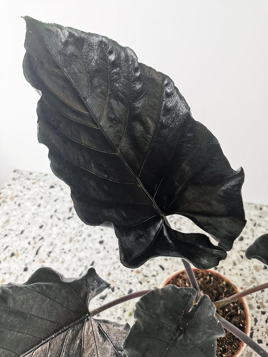 Alocasia antoro velvet - Large