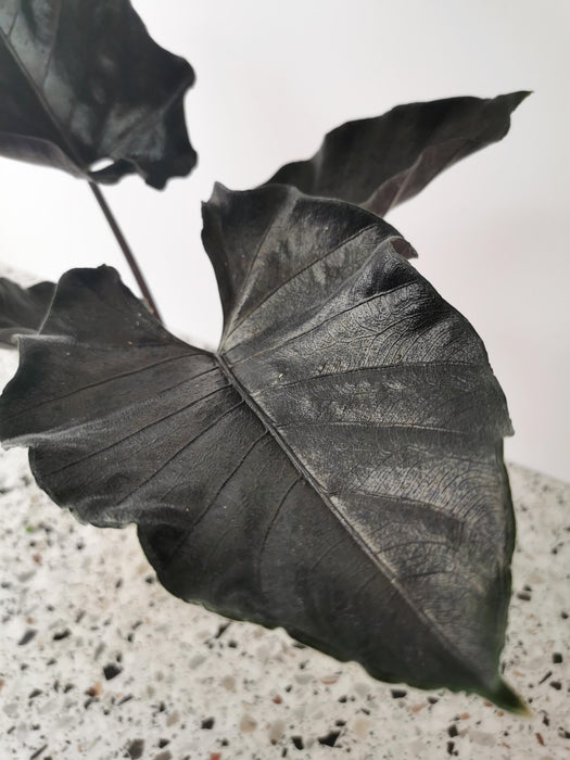 Alocasia antoro velvet - Large
