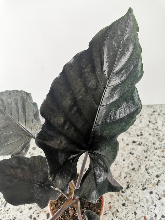 Alocasia antoro velvet - Large