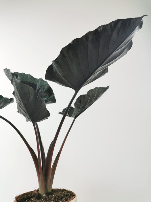Alocasia antoro velvet - Large