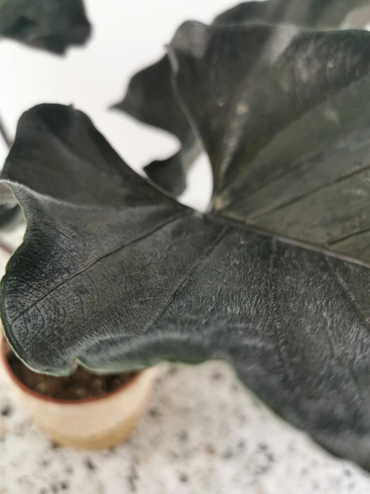 Alocasia antoro velvet - Large