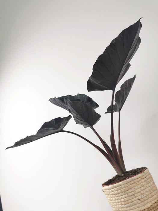 Alocasia antoro velvet - Large