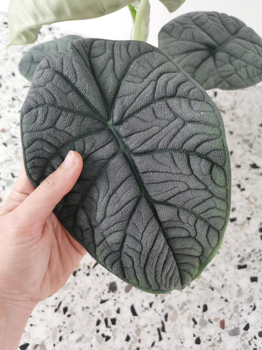 Alocasia melo