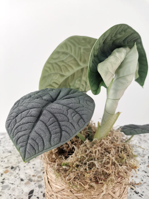 Alocasia melo