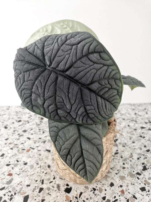 Alocasia melo