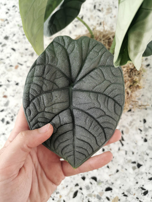 Alocasia melo