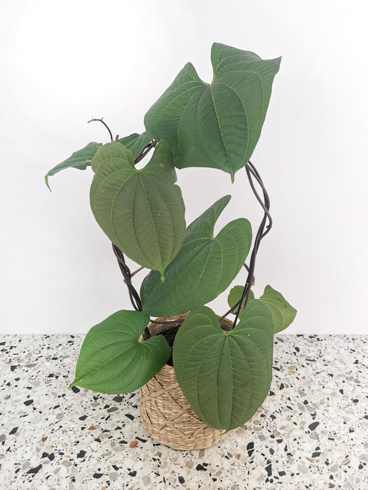 Dioscorea bulbifera