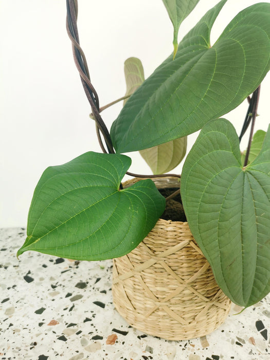 Dioscorea bulbifera