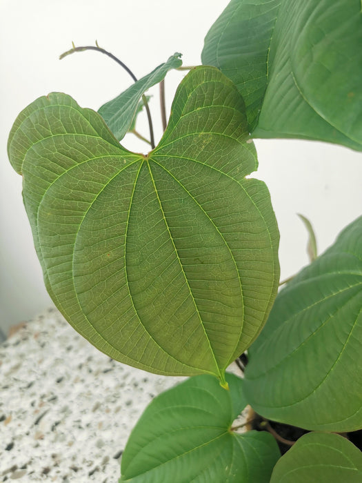 Dioscorea bulbifera