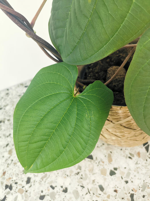 Dioscorea bulbifera