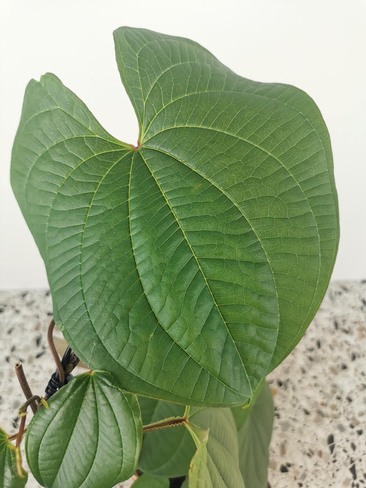 Dioscorea bulbifera
