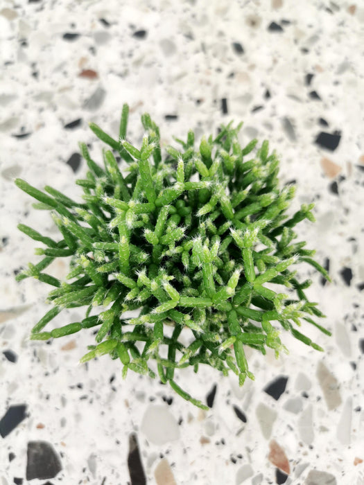 Rhipsalis kolibri