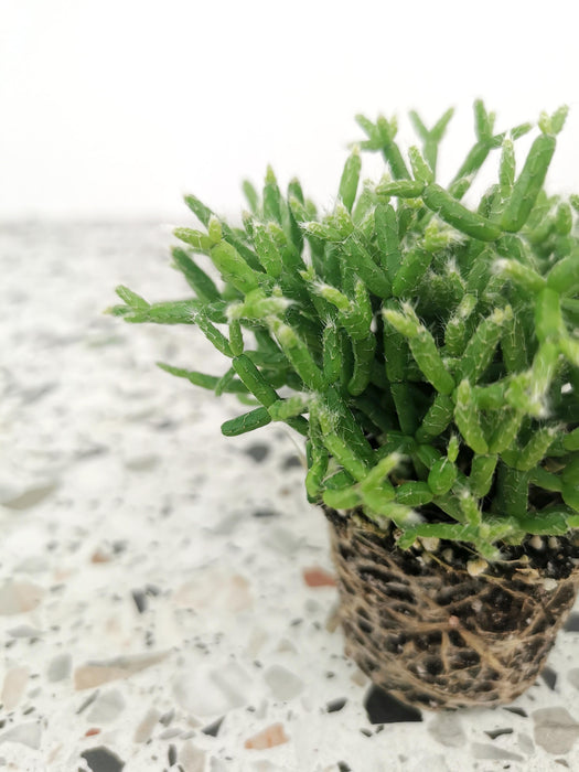 Rhipsalis kolibri