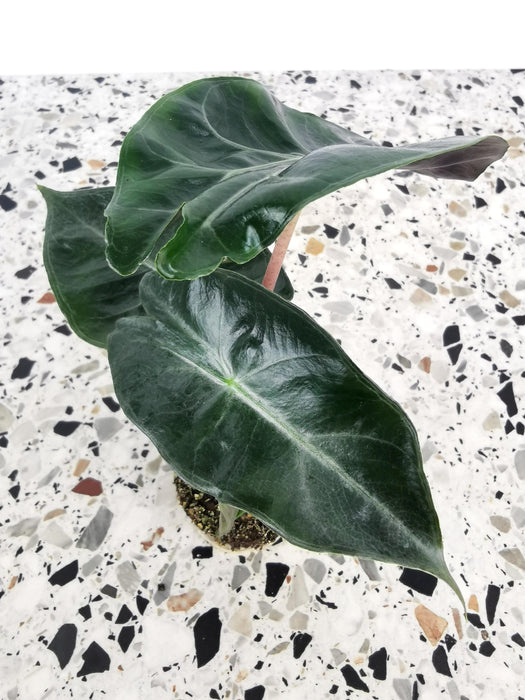 Alocasia Pink Dragon