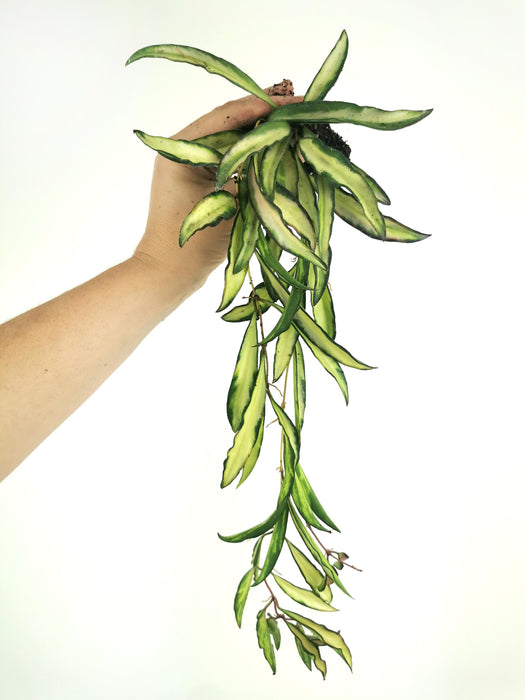 Hoya wayetii variegata