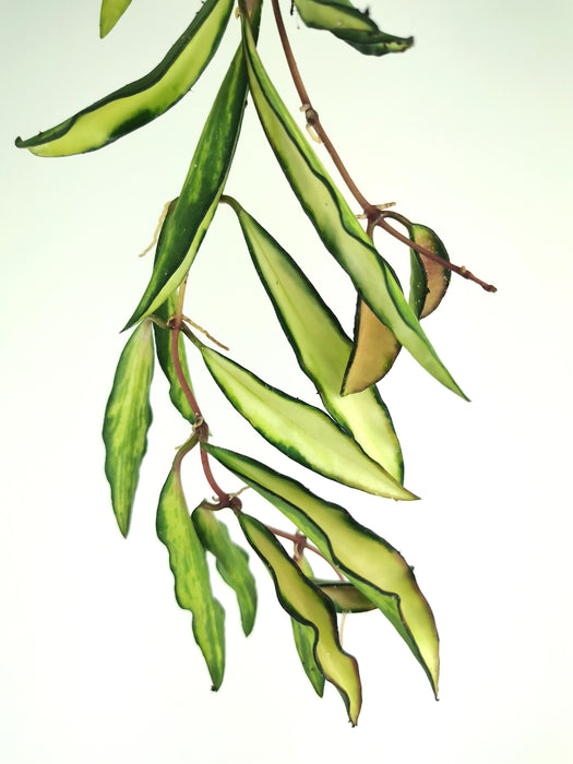 Hoya wayetii variegata