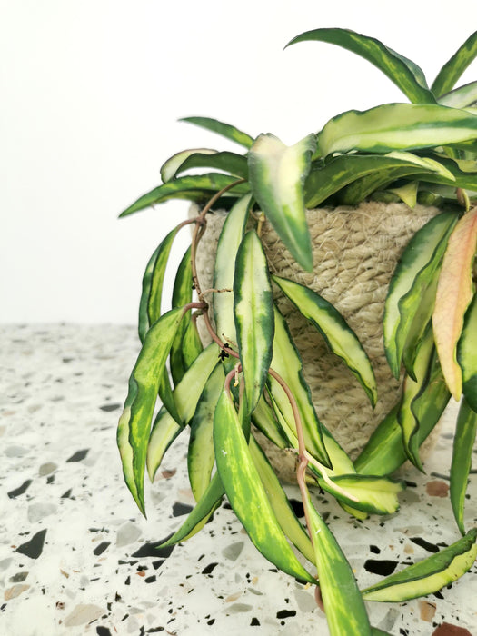 Hoya wayetii variegata