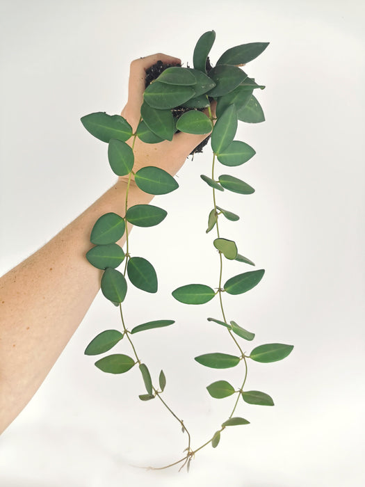 Hoya burtoniae green