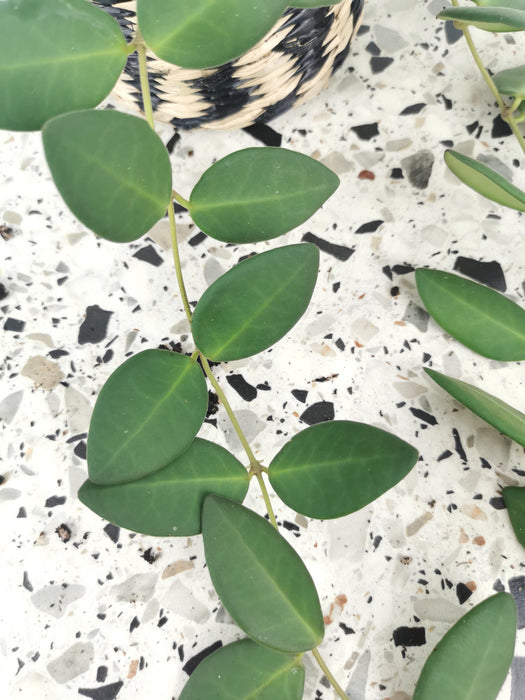 Hoya burtoniae green