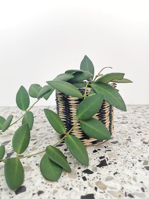 Hoya burtoniae green