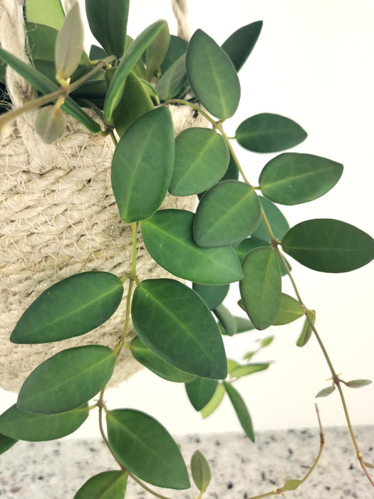 Hoya burtoniae green