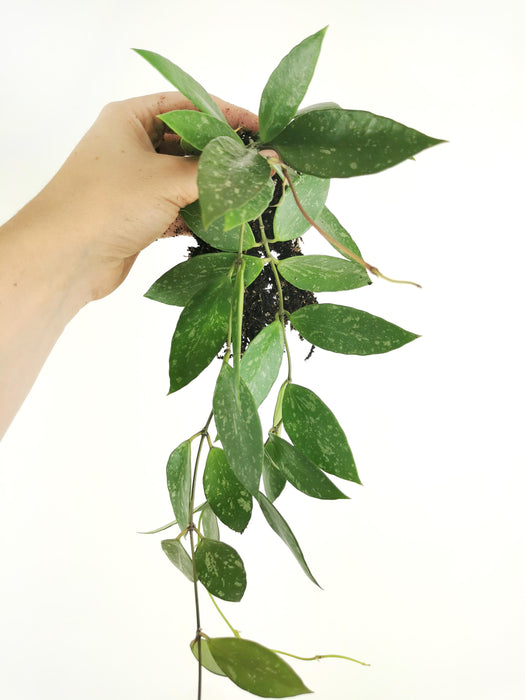 Hoya gracilis